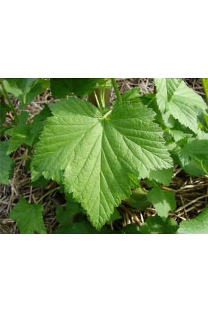 Листя чорної смородини Фараон 